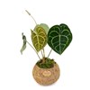 Anthurium Clarinervium Bitkisi
